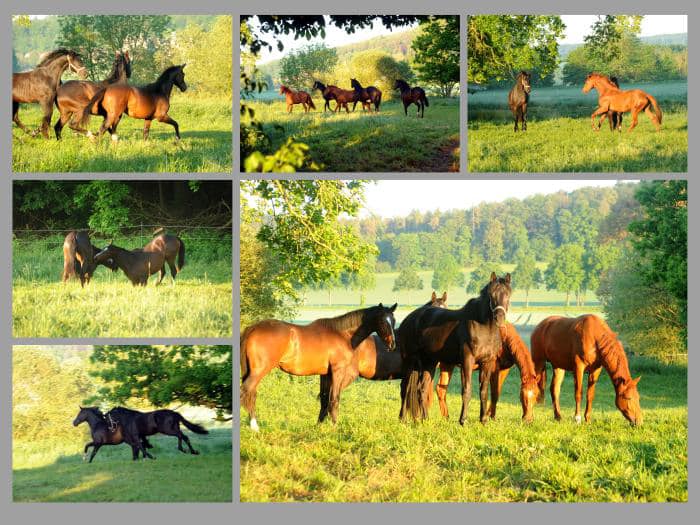In der Gruppe der 2jhrigen - Hengst v. Schpitzer u.d. Pr.A. Valentine v. High Motion - Foto: Beate Langels