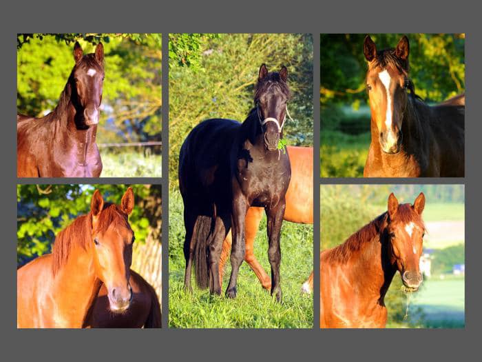 In der Gruppe der 2jhrigen - Hengst v. Schpitzer u.d. Pr.A. Valentine v. High Motion - Foto: Beate Langels