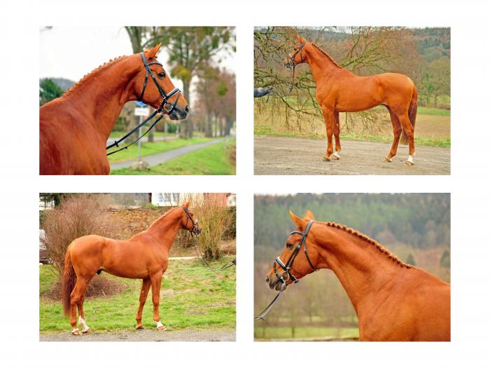 Zauberdeyk von Van Deyk - Friedensfrst - Trakehner Gestt Hmelschenburg - 13. Februar 2019 - copyright by Beate Langels