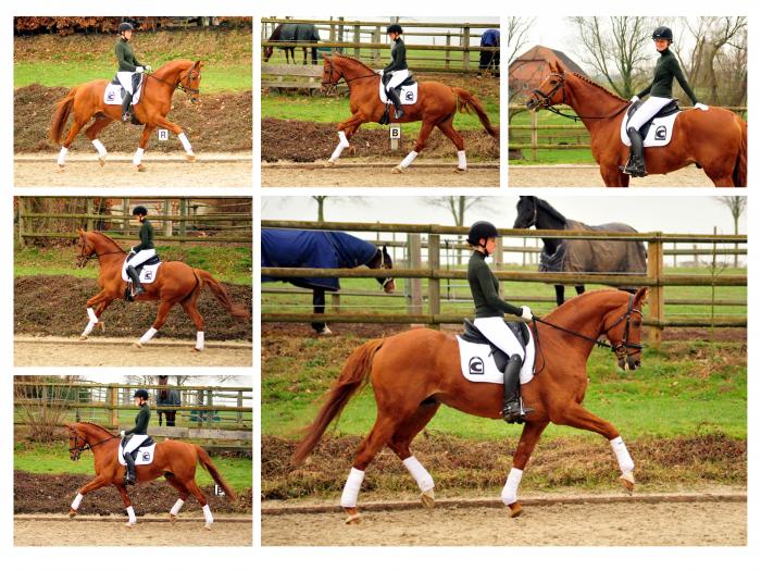 Zauberdeyk von Van Deyk - Friedensfrst - Trakehner Gestt Hmelschenburg - 13. Februar 2019 - copyright by Beate Langels