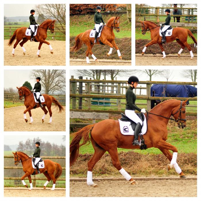 Zauberdeyk von Van Deyk - Friedensfrst - Trakehner Gestt Hmelschenburg - 13. Februar 2019 - copyright by Beate Langels