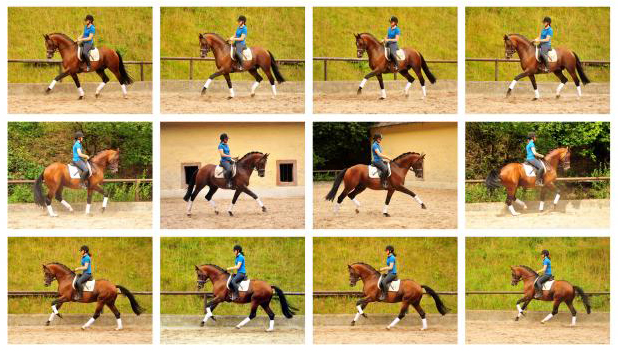 HLP-Sieger und Reservesieger High Motion von Saint Cyr - geritten von Pia Elger
 Trakehner Gestt Hmelschenburg - Foto: Pia Elger