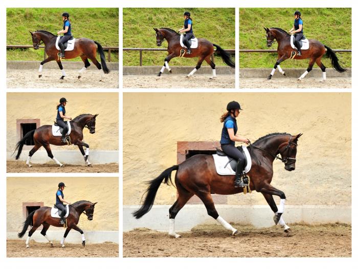 Prmienstute Gabbana von High Motion - Trakehner Gestt Hmelschenburg - Beate Langels