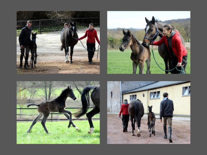 24 Stunden alt: Oldenburger Stutfohlen von Jovian u.d. Schwalbendiva v. Totilas 
 - Trakehner Gestt Hmelschenburg - Beate Langels