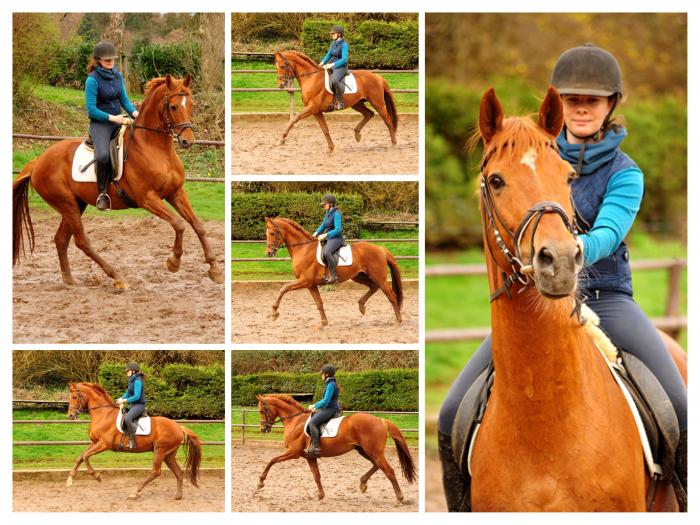 Trakehner Hengst Zauberdeyk - Gestt Hmelschenburg - 17, Mrz 2019 - copyright by Beate Langels