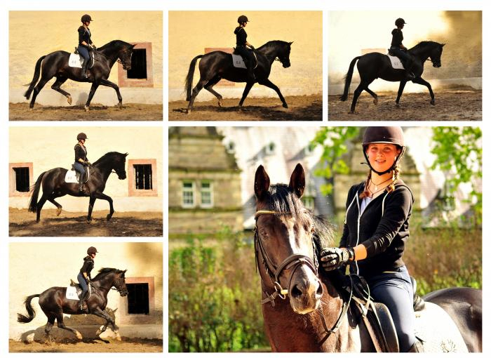 Saint Cyr und die 17jhrige Ebby - Trakehner Gestt Hmelschenburg - Foto: Beate Langels