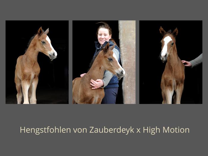 Hengstfohlen von Zauberdeyk u.d. Valentine v. High Motion - Foto Beate Langels - Gestt Hmelschenburg