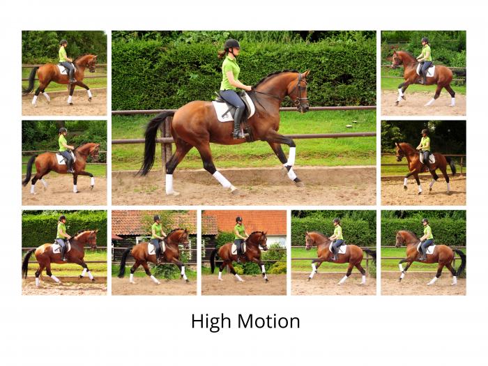 HLP-Sieger und Reservesieger High Motion von Saint Cyr - geritten von Pia Elger
 Trakehner Gestt Hmelschenburg - Foto: Pia Elger