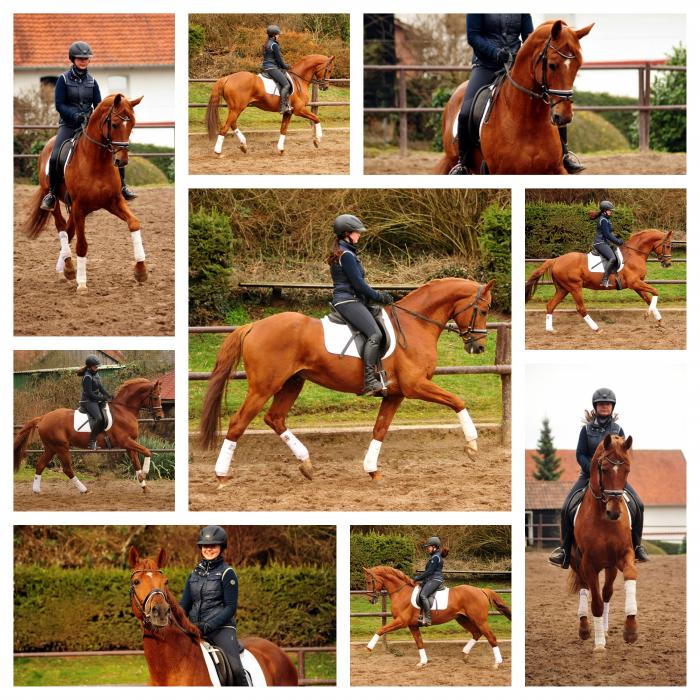 Trakehner Hengst Zauberdeyk - Gestt Hmelschenburg - 19, Februar 2019 - copyright by Beate Langels