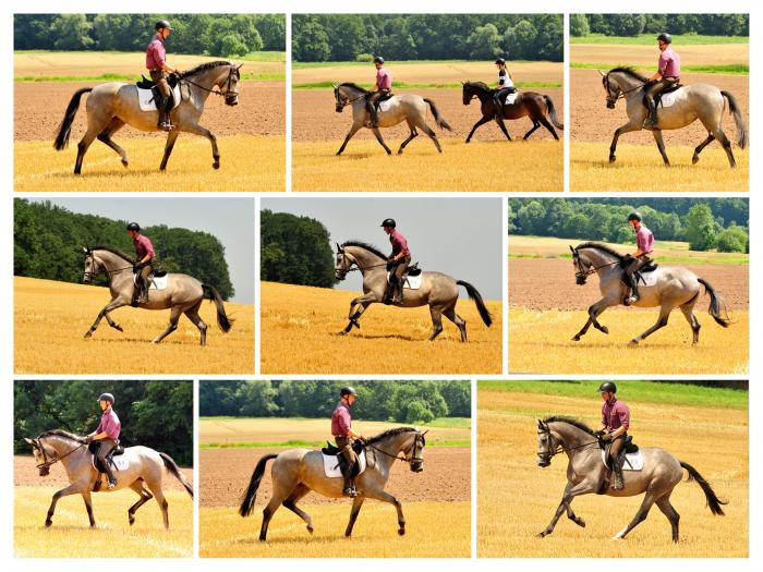 Trakehner Stute Tea Cup von Exclusiv u.d. Teatime v. Summertime - Foto: Beate Langels - Trakehner Gestt Hmelschenburg