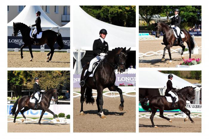 Piaff Frder Pris in Balve 2020 - Seal von Gribaldi u.d. Elitestute Schwalbenspiel v. Exclusiv - Foto: Beate Langels - 
Trakehner Gestt Hmelschenburg