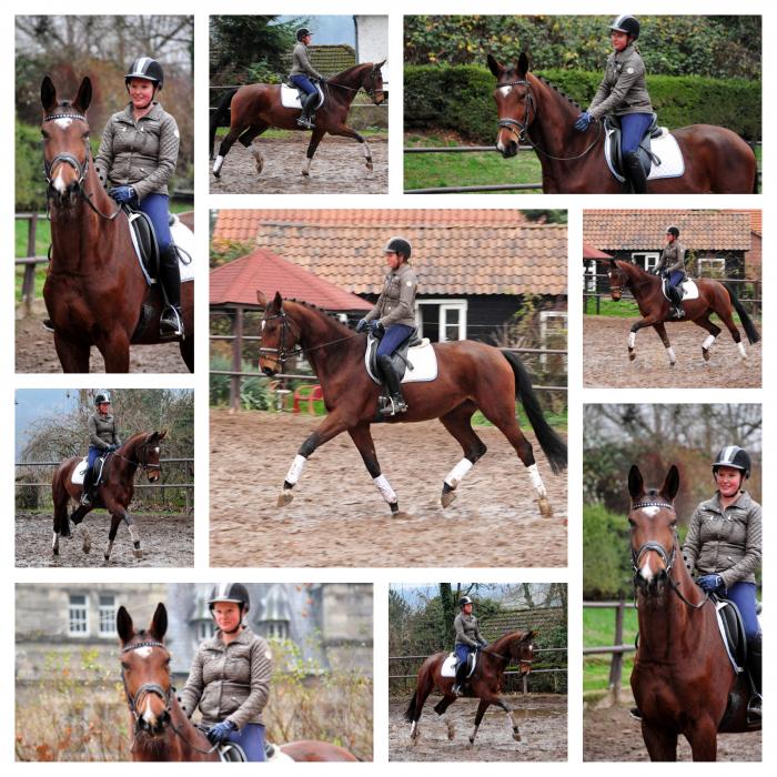  - Trakehner Gestt Hmelschenburg - Beate Langels