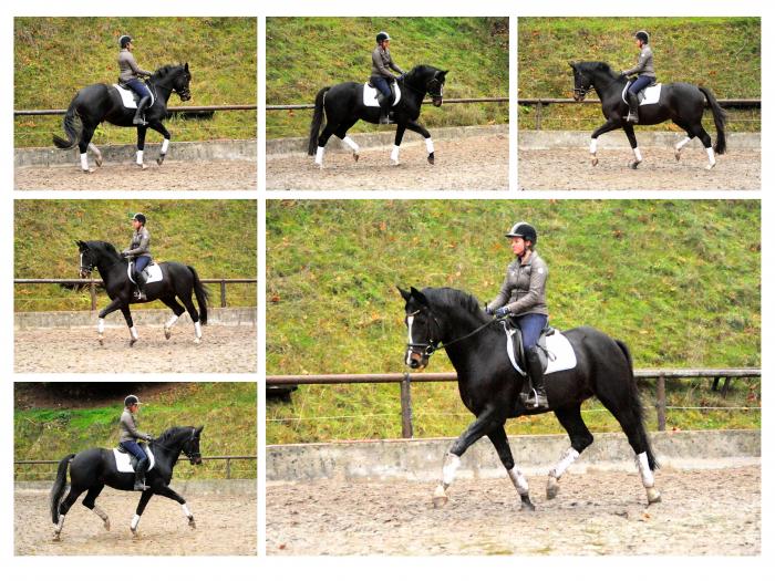  - Trakehner Gestt Hmelschenburg - Beate Langels