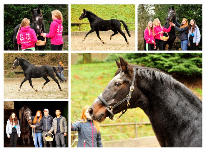 26. Geburtstag von Exclusiv - Trakehner Gestt Hmelschenburg 2017 - Foto: Beate Langels