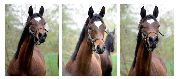 Trakehner Hengst von High Motion u.d. Greta Garbo v. Alter Fritz - Gestt Hmelschenburg - Beate Langels