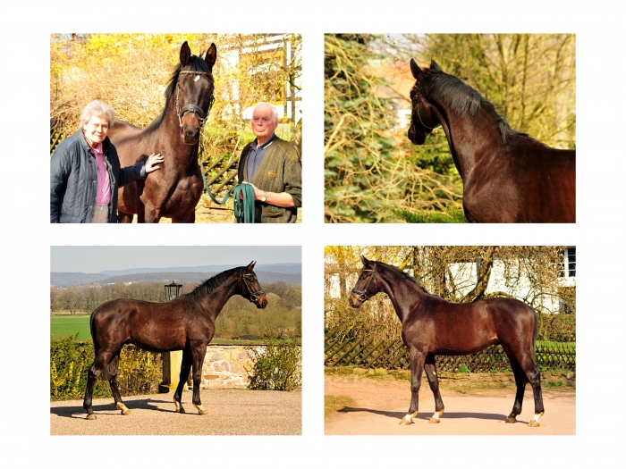 Trakehner Hengst v. Saint Cyr - Foto: Beate Langels - Trakehner Gestt Hmelschenburg