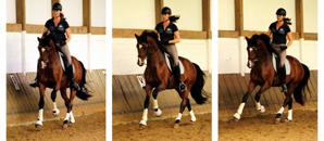 Die Hmelschenburger Pferde im Juni 2017 - Trakehner Gestt Hmelschenburg - Foto: Beate Langels