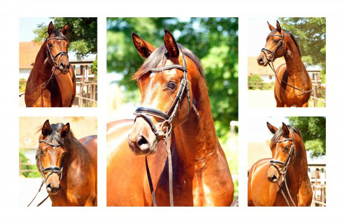 zweijhrige Hengste am 26. Juni 2019 - Trakehner Gestt Hmelschenburg - Foto: Beate Langels