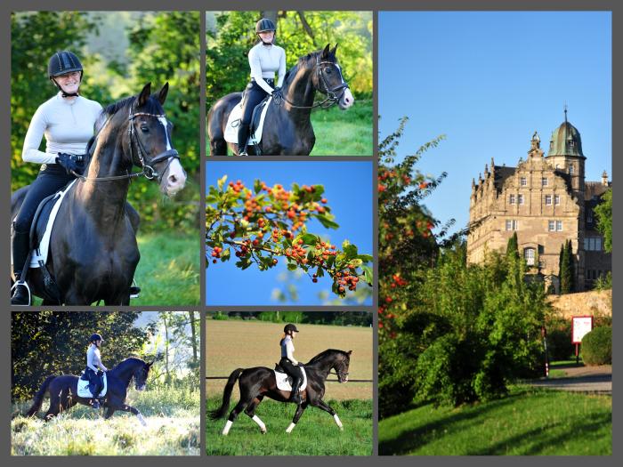 Shavalou v. Freudenfest und Johanna - Foto Beate Langels - Trakehner Gestüt Hämelschenburg