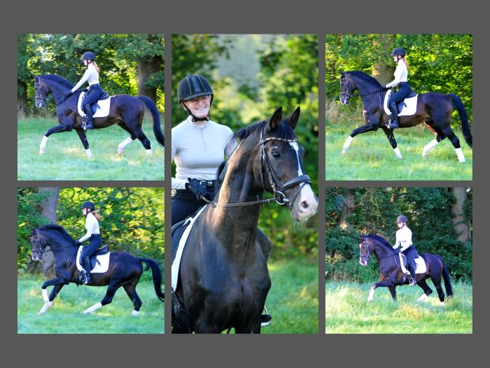 Shavalou v. Freudenfest und Johanna - Foto Beate Langels - Trakehner Gestüt Hämelschenburg
