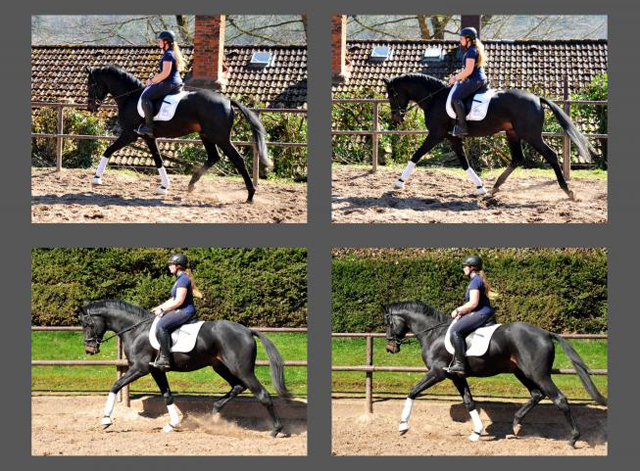 Highclere von Saint Cyr x Summertime - Foto  Beate Langels