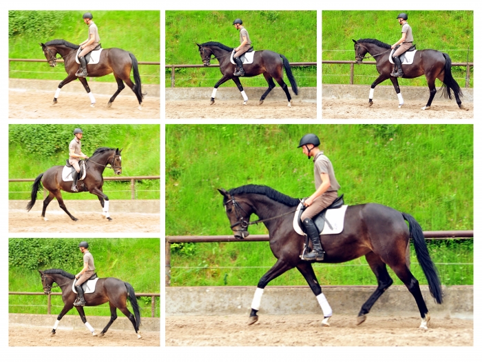 Trakehner Stute von Freudenfest u.d. Elitestute Gloriette v. Kostolany, Foto: Beate Langels
