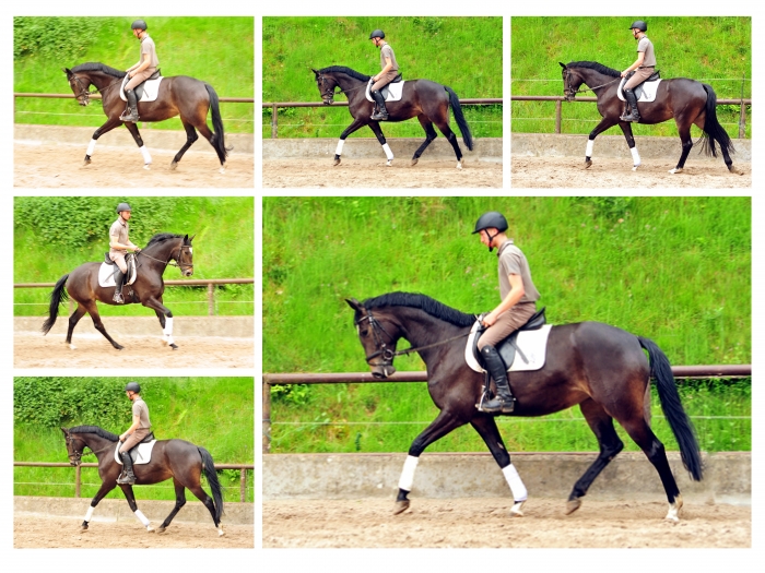 Trakehner Stute von Freudenfest u.d. Elitestute Gloriette v. Kostolany, Foto: Beate Langels