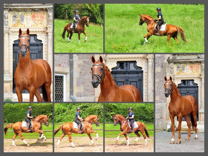 Zauberdeyk von Van Deyk - Foto: Beate Langels - Trakehner Gestt Hmelschenburg