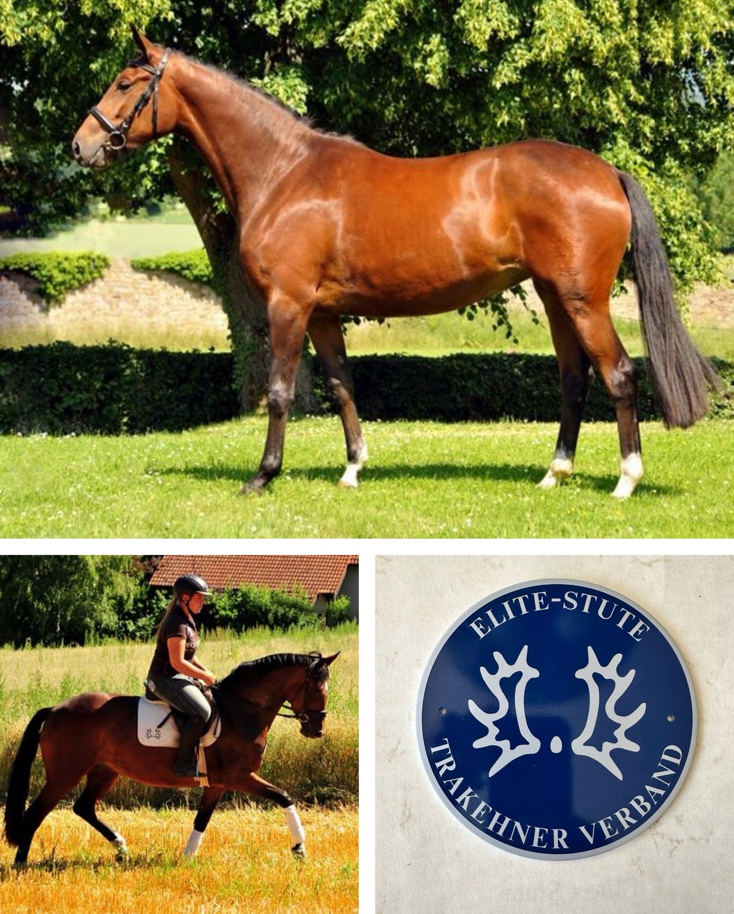 Trakehner Prmien- und Elitestute Karida - Gestt Hmelschenburg - Beate Langels