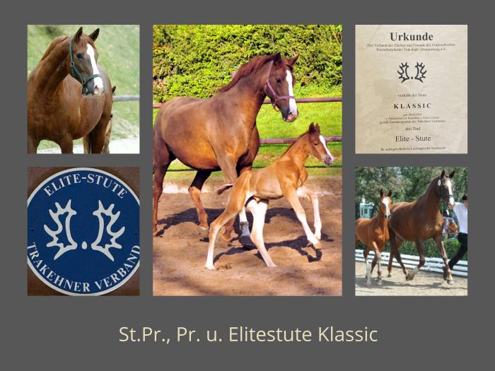 St.Pr.u.Pr.St. Klassic als Elitestute ausgezeichnet - Foto: Beate Langels - Trakehner Gestt Hmelschenburg