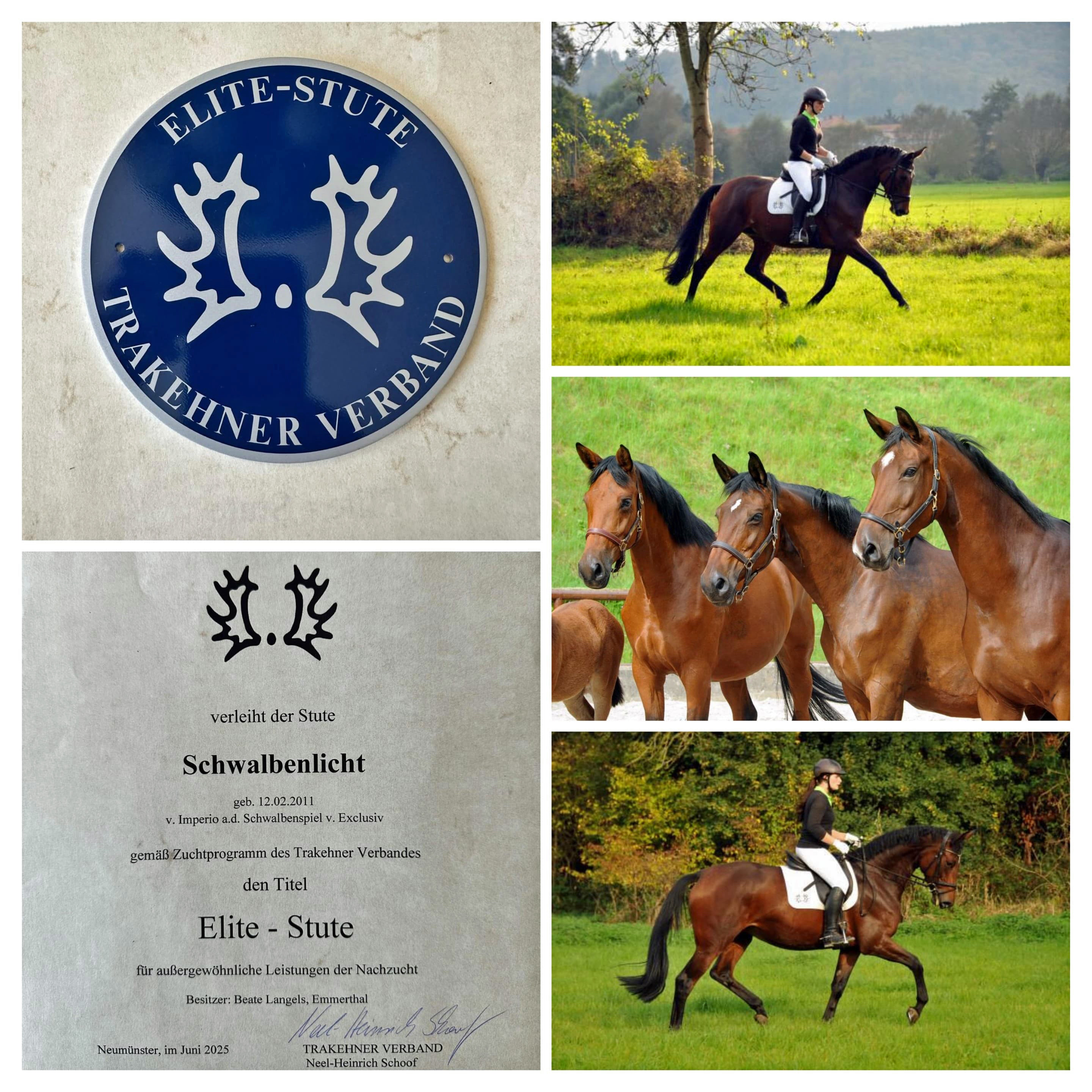 Trakehner Staatsprmien-, Prmien- und Elitestute SCHWALBENLICHT - Gestt Hmelschenburg - Beate Langels