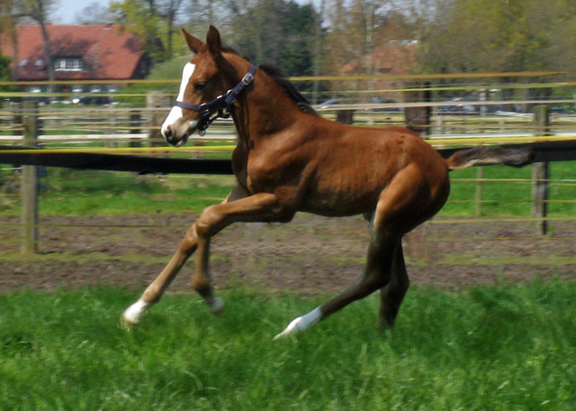 Hengstfohlen von High Motion u.d. Pr.u.StPrSt. Klassic Blue v. Singolo - Freudenfest - Foto: Corinna Gerling
