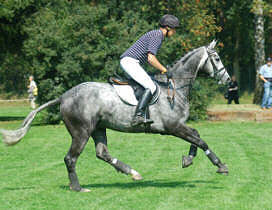 Trakehner Hengst Cinzano von Alter Fritz - Santiago