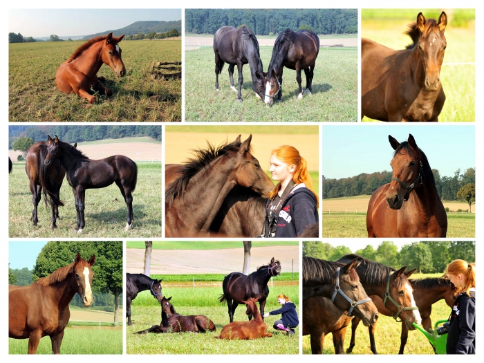  - Fotos: Johanna Kraus und Beate Langels -  
Trakehner Gestt Hmelschenburg