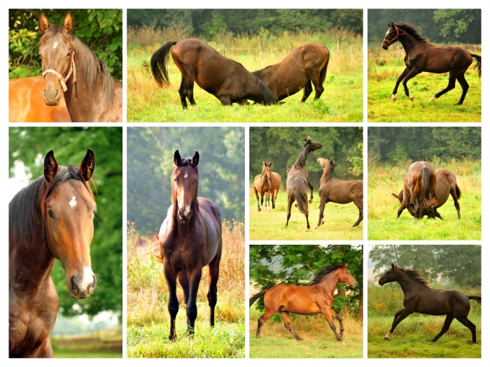  - Fotos: Johanna Kraus und Beate Langels -  
Trakehner Gestt Hmelschenburg