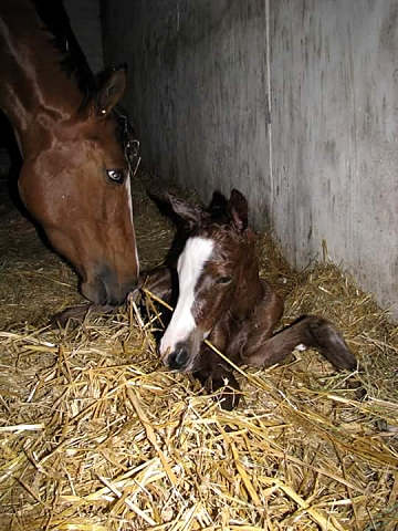 Hengstfohlen von High Motion x Singolo - Freudenfest - Foto: Corinna Gerling