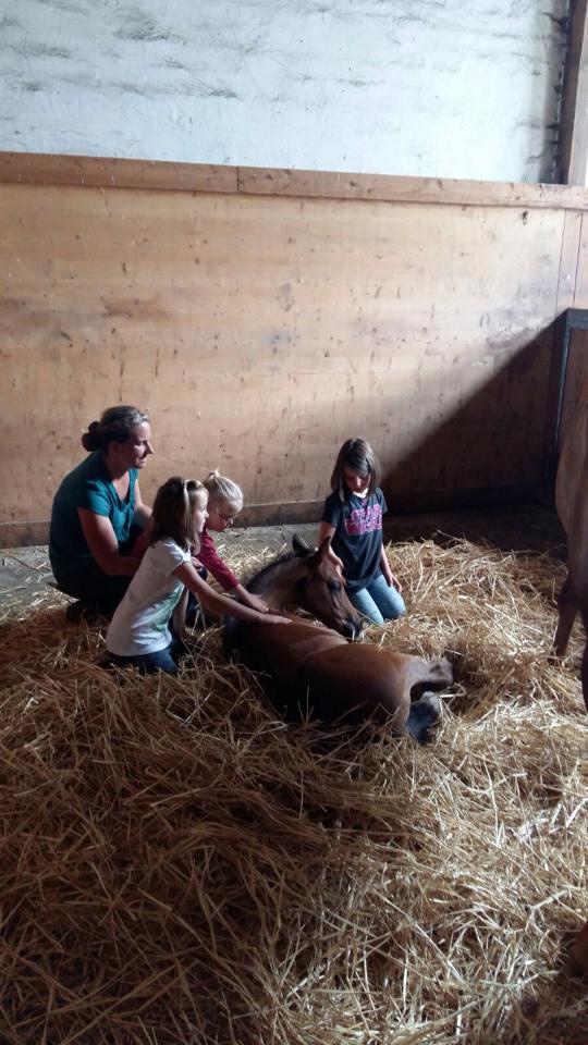 Trakehner Hengstfohlen von Saint Cyr u.d. Wonderful Sunshine xx, Foto: Claudia Lenhart