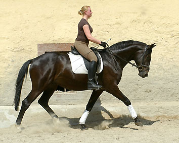 Trakehner v. Summertime u.d. Greta Garbo v. Alter Fritz