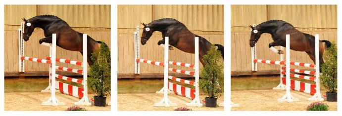 Val d'Isere v. High Motion - Foto: Beate Langels - Trakehner Gestt Hmelschenburg