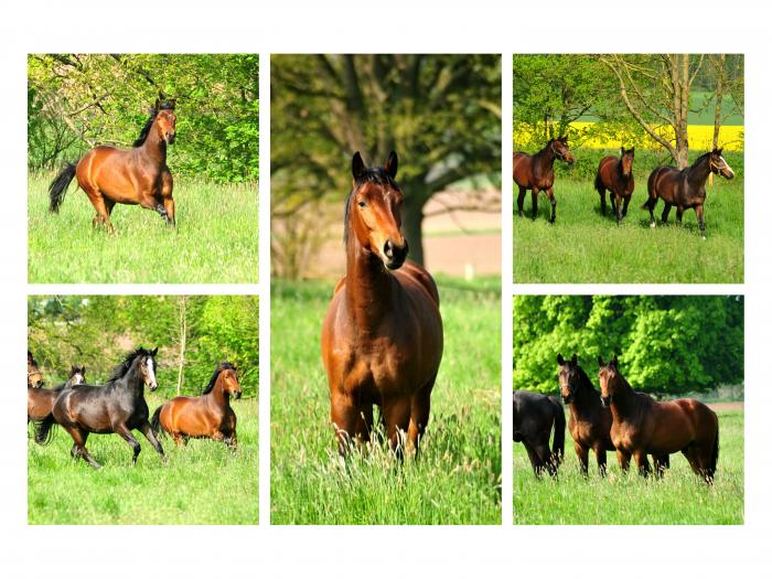 Saveur - in der Gruppe der zweijhrigen Hengste am 1. Mai 2019 - Trakehner Gestt Hmelschenburg - Foto: Beate Langels