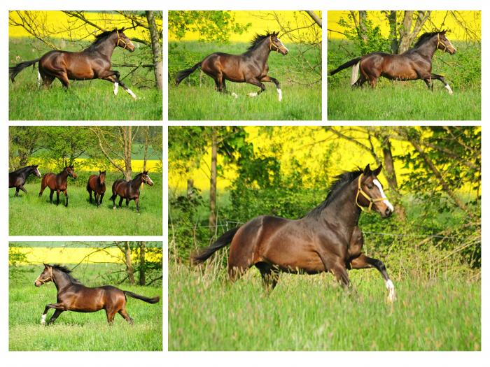 zweijhrige Hengste am 1. Mai 2019 - Trakehner Gestt Hmelschenburg - Foto: Beate Langels