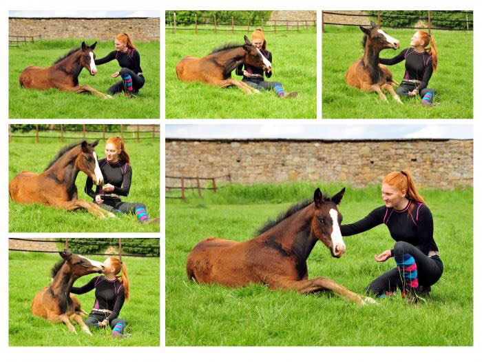 Johanna und das Hengstfohlen von Saint Cyr u.d. Elitestute Greta Garbo - Trakehner Gestt Hmelschenburg - Foto: Beate Langels