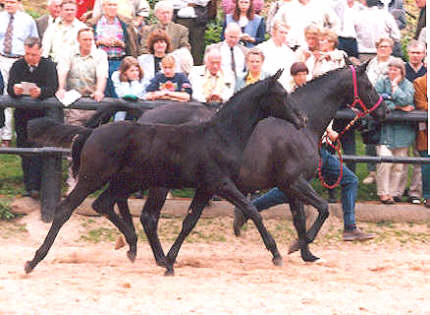 Dark Diamond by Davignon I out of Schwalbenlust by Enrico Caruso - on this photo he is 5 month old