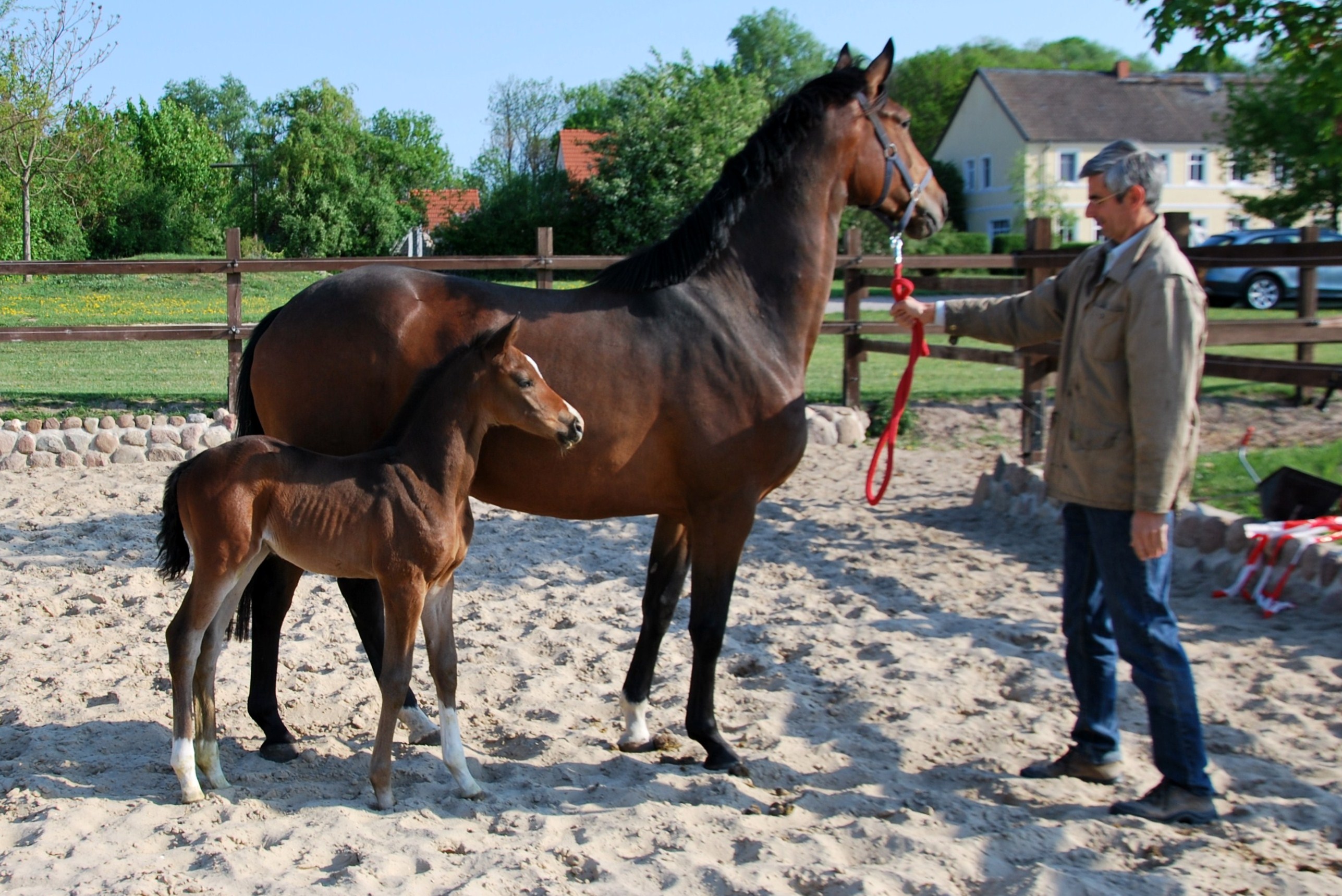 Trakehner Stutfohlen von Saint Cyr u.d. Dejaniera v. Freudenfest u.d. Didaktik v. Manrico, Zchter: B. Gutmann, Foto: privat