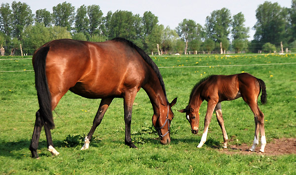 Trakehner Stutfohlen von Saint Cyr u.d. Dejaniera v. Freudenfest u.d. Didaktik v. Manrico, Zchter: B. Gutmann, Foto: privat