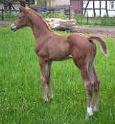 Stutfohlen von Kostolany-Wendehals (1 Woche alt)