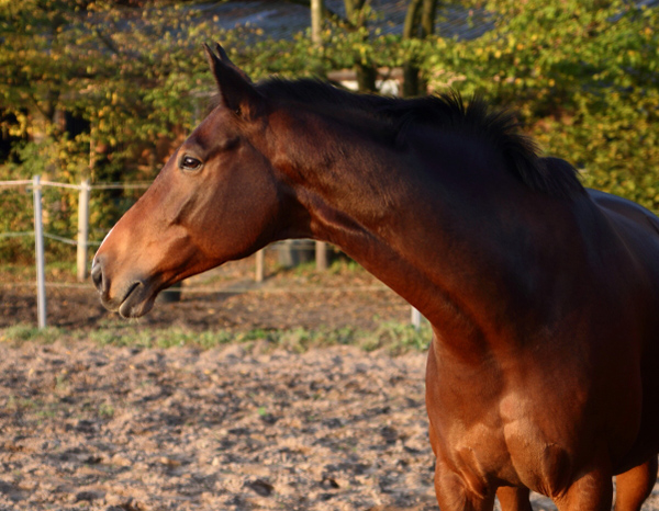 Galileo von Exclusiv - Maestro - Kostolany - Karon, Foto: Habert