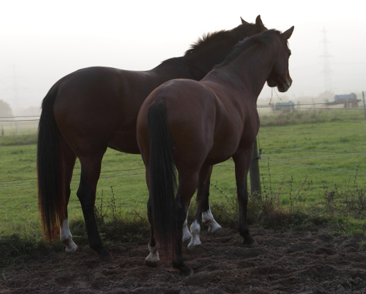 Galileo von Exclusiv - Maestro - Kostolany - Karon, Foto: Habert