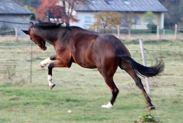 Galileo von Exclusiv - Maestro - Kostolany - Karon, Foto: Dietmar Habert