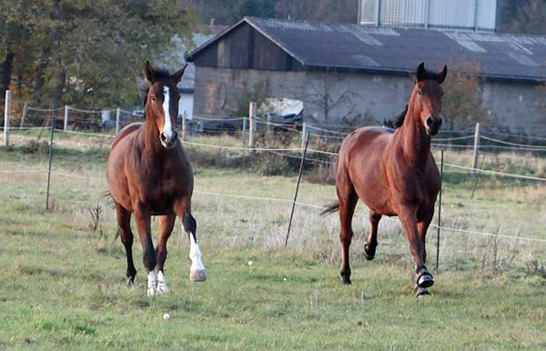 Galileo von Exclusiv - Maestro - Kostolany - Karon, Foto: Dietmar Habert